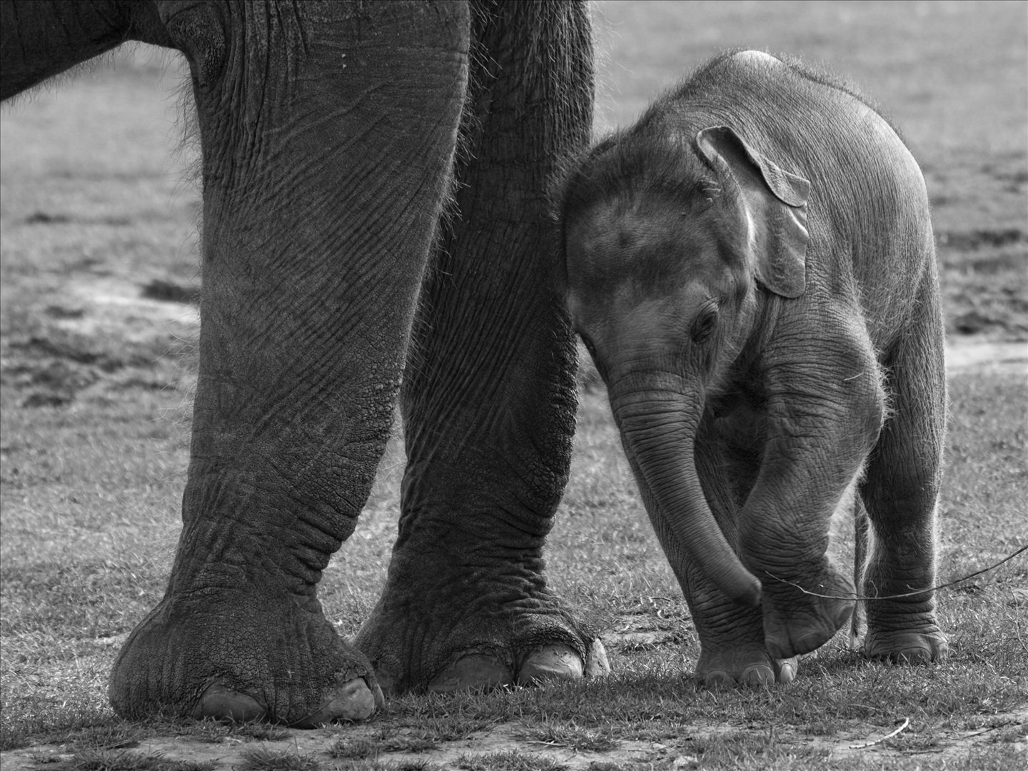 The Elephant of Doom