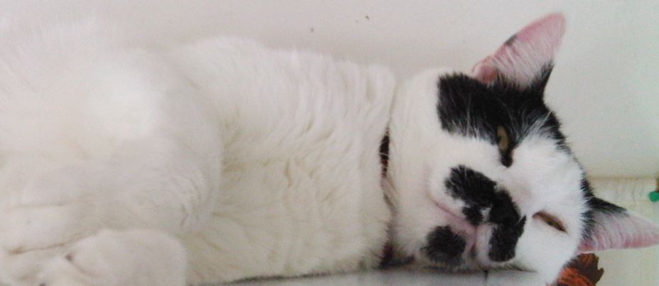 Oscar, Ella and&nbsp;Ringo