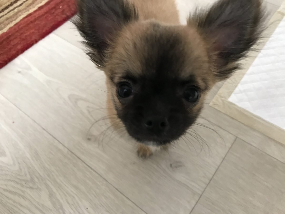 The fly in the ointment (travelling to Spain with a dog, part 2)