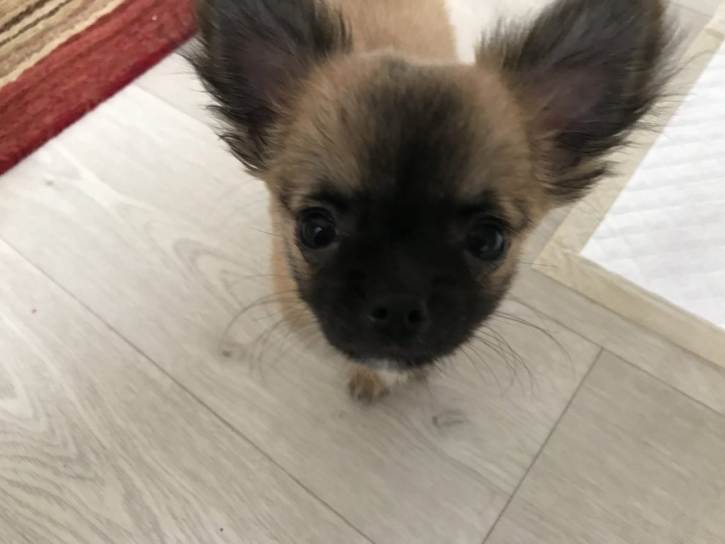 The fly in the ointment (travelling to Spain with a dog, part 2)