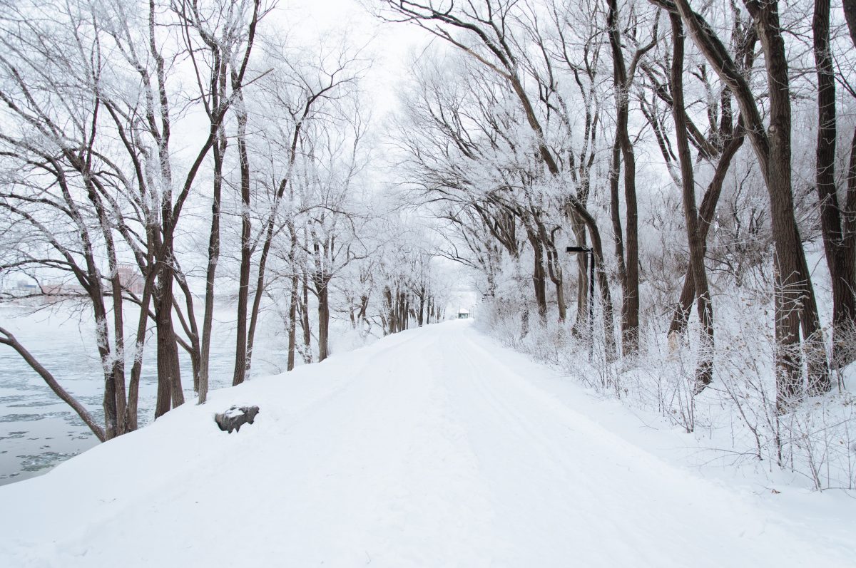 snowy tree lined road