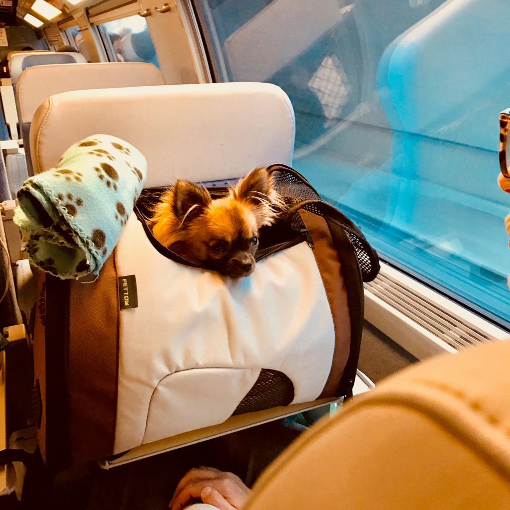 Barcelona to Almería (travelling to Spain with a dog, part&nbsp;7)