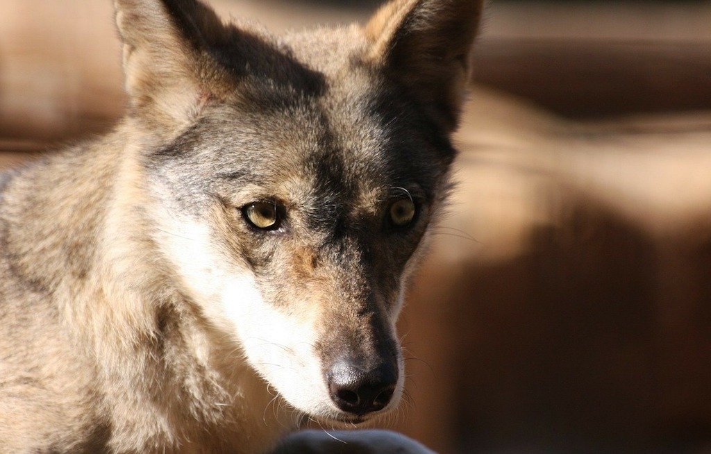 a wolf's head in sharp focus against an out of focus background